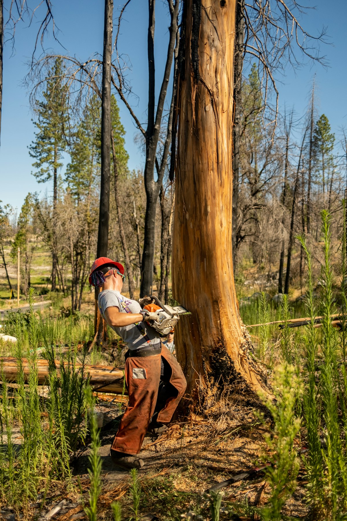 Stump Grinding